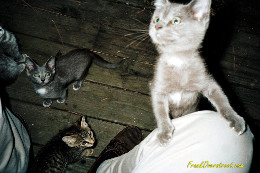 Frank Overstreet's feral kitties not long after Operation CatNip Frank Overstreet's had these kitties spayed, neutered, vaccinated and earmarked courtesy of NC State University and Operation CatNip