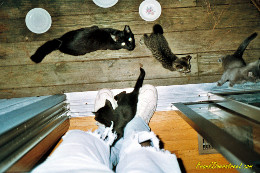 Adopted feral cats spayed and neutered via Operation Catnip. Frank Overstreet's adopted feral cats.
