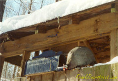 One of Frank Overstreet's guinea fowl on a snowy day.