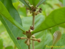 Miracle fruit flowers turn dark brown to black after pollination but before fruit appear