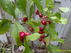 miracle fruit berries ready to be picked