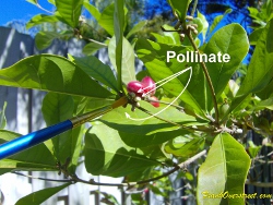 Hand pollinate miracle fruit flowers on a regular basis to ensure steady production