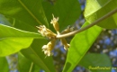 Miracle fruit flowers do not seem to open until about 1-2 weeks afer pollination when they are drying up.