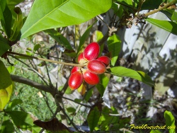 Ripe miracle fruit berries in a cluster a cluster of miracle fruit (Synsepalum dulcificum) that are ripe and ready to be eaten.