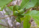 Miracle fruit flowers turn dark brown to black after pollination but before fruit appear